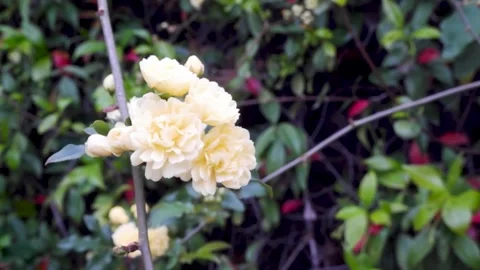 In the garden full of white roses tree Vídeos de archivo 305469911