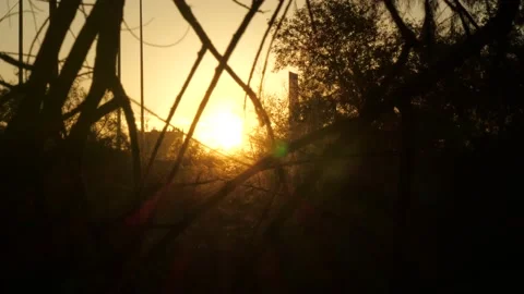 Garden of Gethsemane 5 Stock Footage 160222494