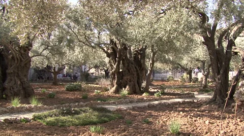 Garden of Gethsemane. Oliva. Stock Footage