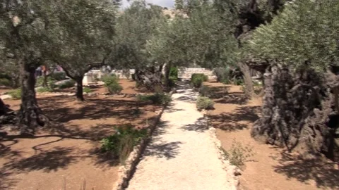 Garden of Gethsemane Olive Trees 動画素材 139548505