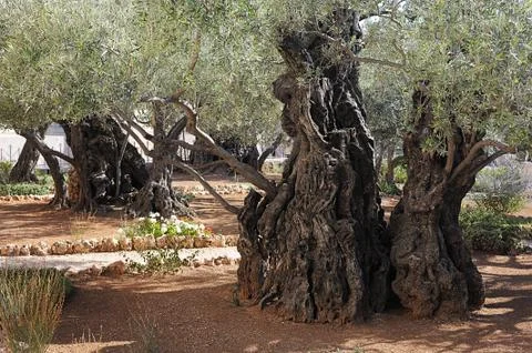 Garden of Gethsemane Stock Photos