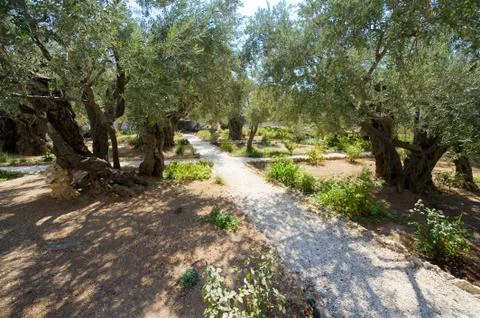 Garden of Gethsemane Stock Photos