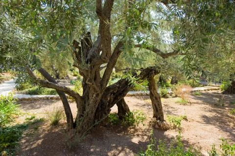 Garden of Gethsemane Stock Photos