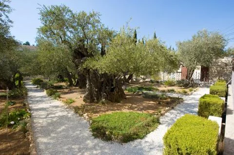 Garden of Gethsemane Foto stock