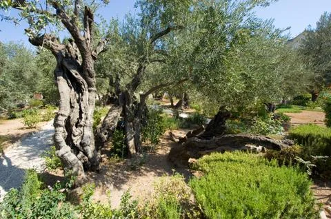 Garden of Gethsemane Stock Photos