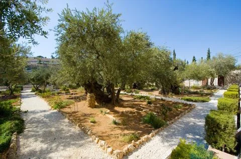 Garden of Gethsemane Stock Photos
