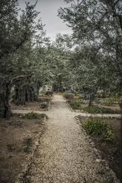 The Garden of Gethsemane Stock Photos