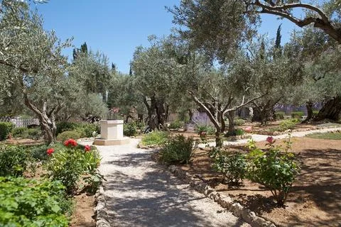 Garden of Gethsemane Stock Photos