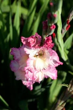 Garden Gladiolus - hover fly Stock Photos