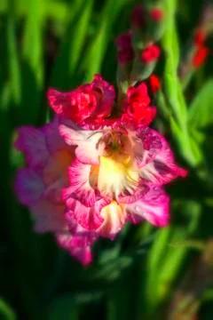 Garden Gladiolus 写真素材