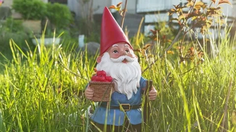 Garden Gnome with Red Hat Standing in Tall Grass on a Sunny Day in Residential Stockbeeldmateriaal 336720585