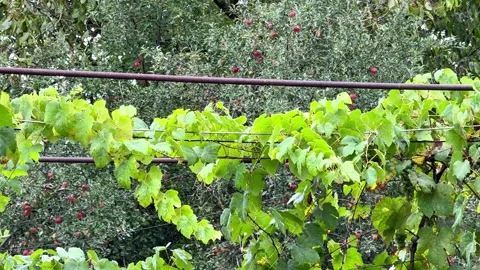 Garden Grapevine with Grapes, Apple Tree and Walnut Tree Stock Footage 345718945
