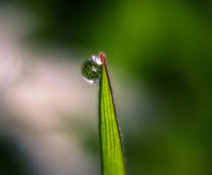 Garden grass reflected in a dewdrop Stock Photos