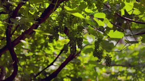 Garden of green grape trees Stock Footage 197515824
