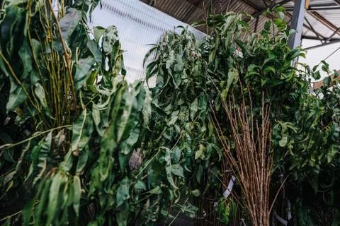 Garden green plants in boxes, ready for season and sale Stock Photos