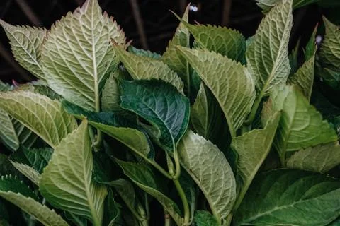 Garden green plants in boxes, ready for season and sale Stock Photos