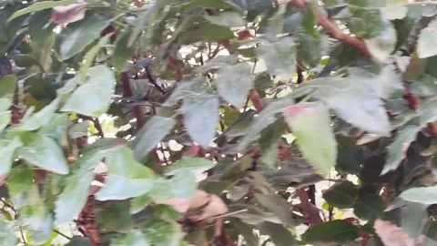 Garden green plants Stock Footage 220614095