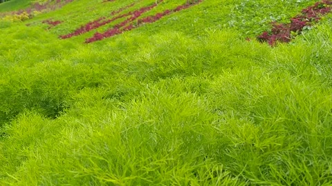 Garden with green plants Stock Footage 279475416