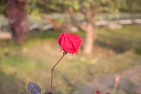 The Garden Half Blooming Rose Stock Photos