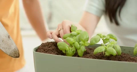 Garden hands are lifting basil seedlings from starter and planting into planter Stock Footage 341937713