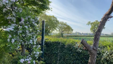 Garden hedge pan shot Stock Footage 188041683