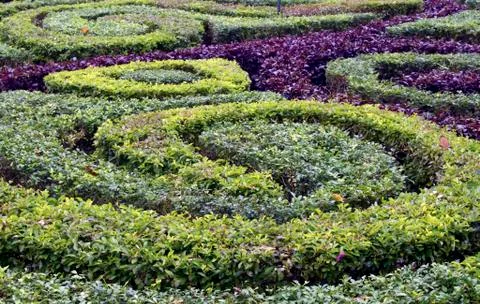 Garden hedges background Stock Photos