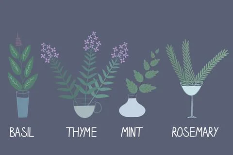 Garden herbs Illustrazione stock