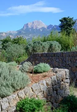 Garden with herbs Stock Photos