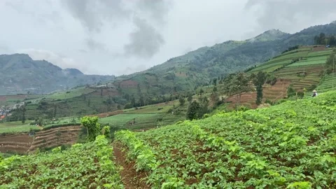Garden on the hill Stock Footage 221963886