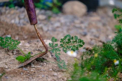 Garden hoe Stock Photos