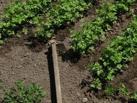 Garden Hoe in Soil Between Rows of Green Plants 스톡 사진