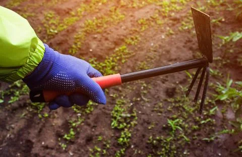 Garden hoe tool. Foto stock