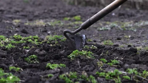 A garden hoe weeding black soil in a vegetable patch, conveying manual Stock Footage 339790661