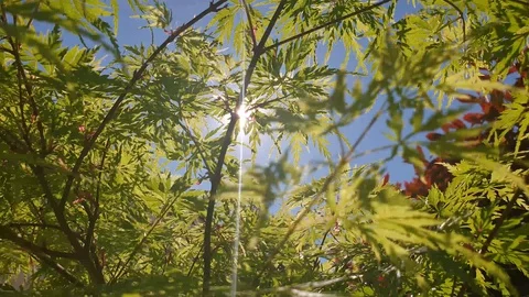 Garden Home Sun Rays Stock Footage 128701762
