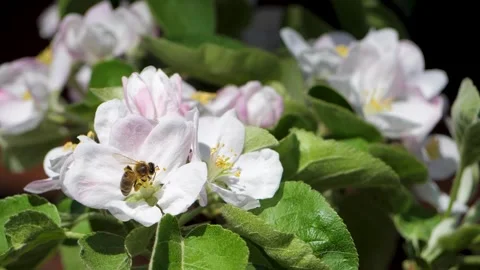 In garden honey bee is perched on apple tree Stock Footage 316208959