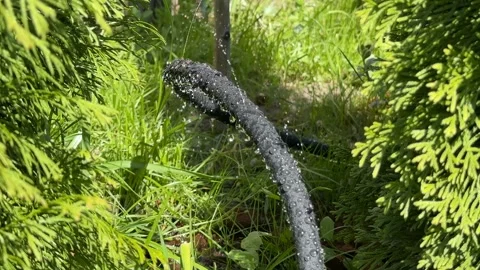 Garden Hose in Greenery Stock Footage 310494247