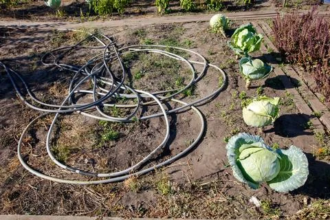 A garden hose is laying on the ground next to a bed of vegetables Foto stock