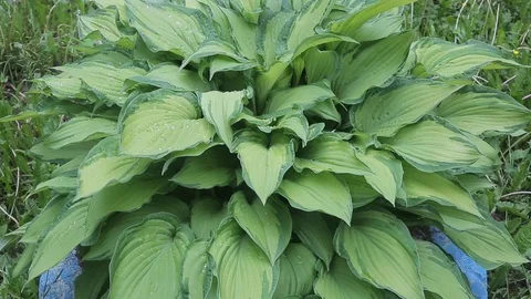 Garden Hosta Stockbeeldmateriaal 106246992