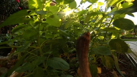 Garden house Stock Footage 91440353