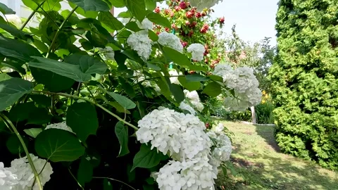 Garden hydrangea at the house in the garden. Hydrangea flowers are white. Vídeos de archivo 282013963