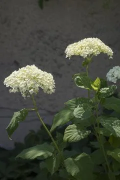 Garden hydrangea (Hydrangea macrophylla) is a showy plant in gardens. Stock Photos