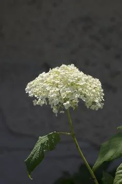 Garden hydrangea (Hydrangea macrophylla) is a showy plant in gardens. Stock Photos