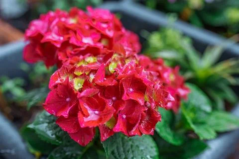 Garden hydrangea multi-colored bright in box Stock Photos