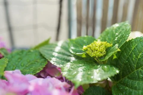Garden hydrangea multi-colored bright in box Stock Photos