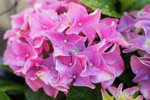 Garden hydrangea multi-colored bright in box Stock Photos