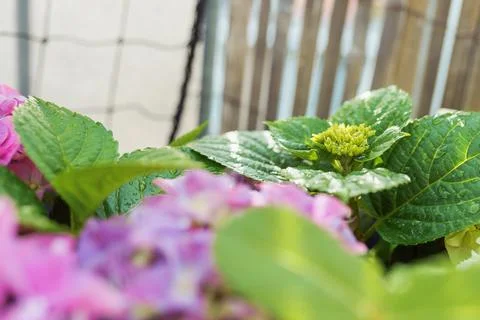 Garden hydrangea multi-colored bright in box Stock Photos