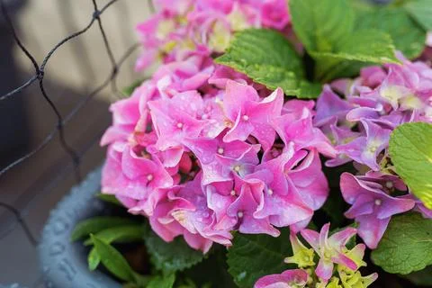 Garden hydrangea multi-colored bright in box Stock Photos