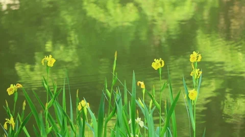 Garden of the Impressionists Stock Footage 63698584