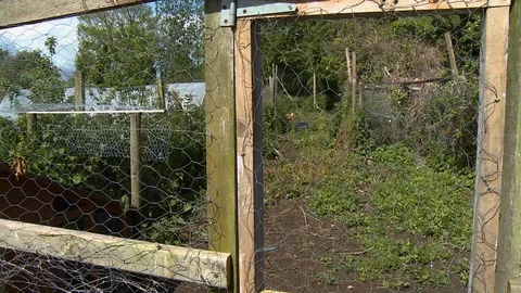 Garden Inside Wired Enclosure Stock Footage 118965944