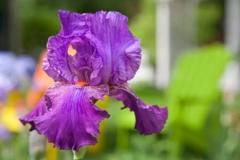 Garden iris Stock Photos